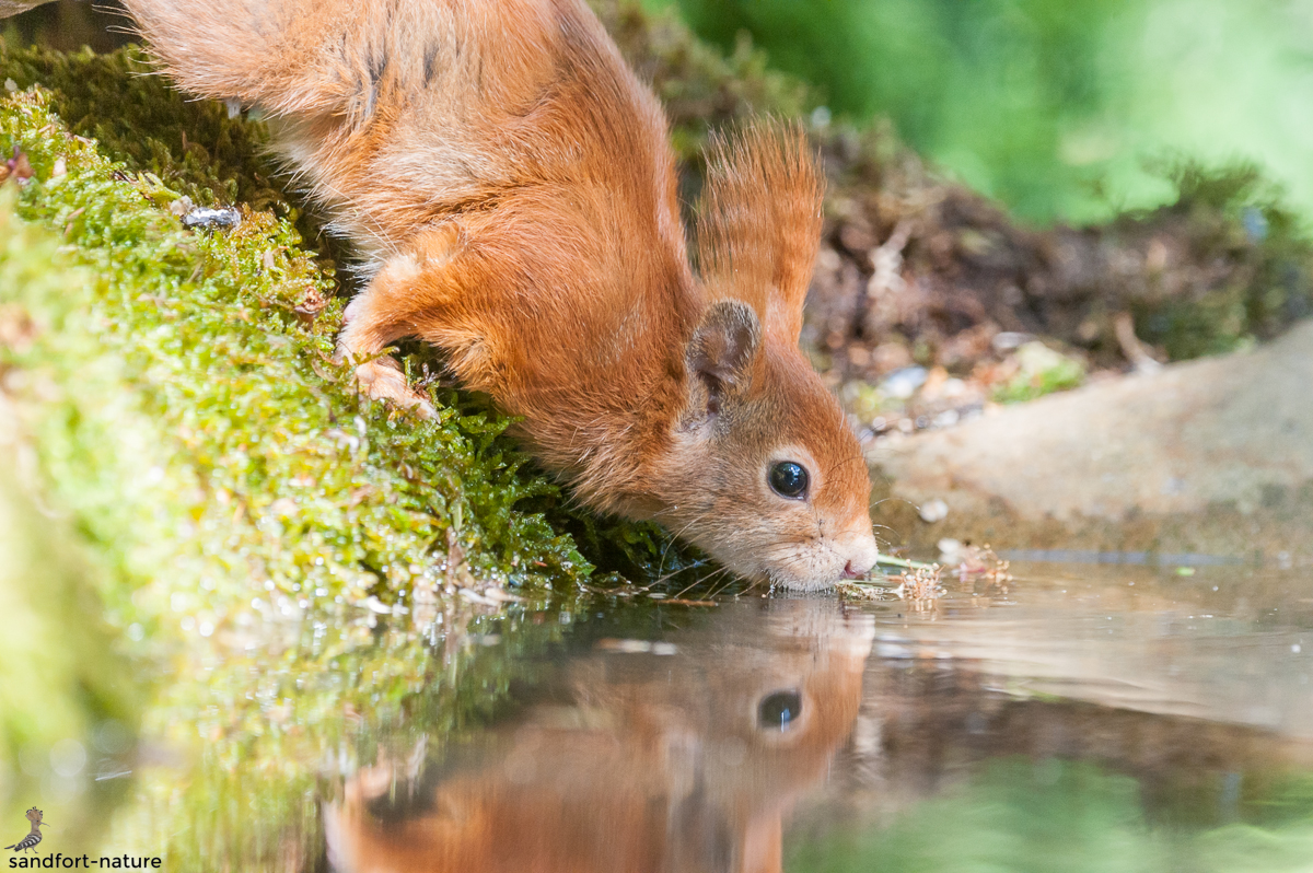 Red squirrel / Eichhörnchen