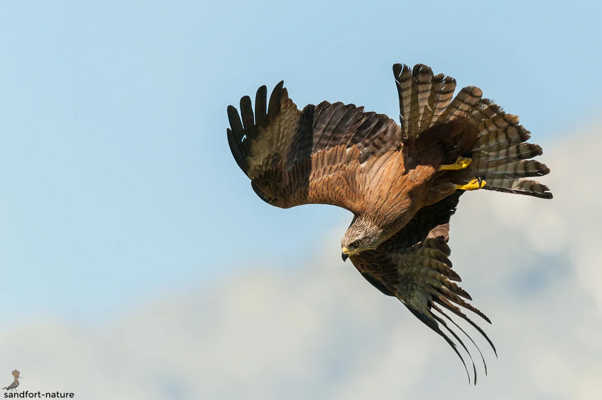 Black kite / Schwarzmilan