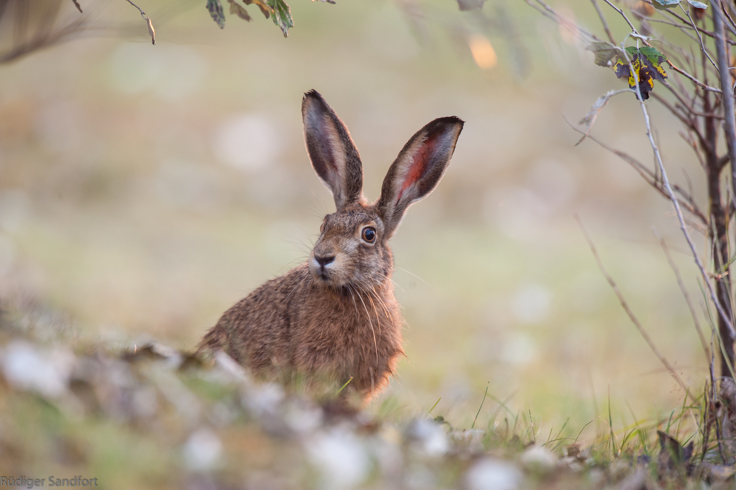 Brown hare / Feldhase