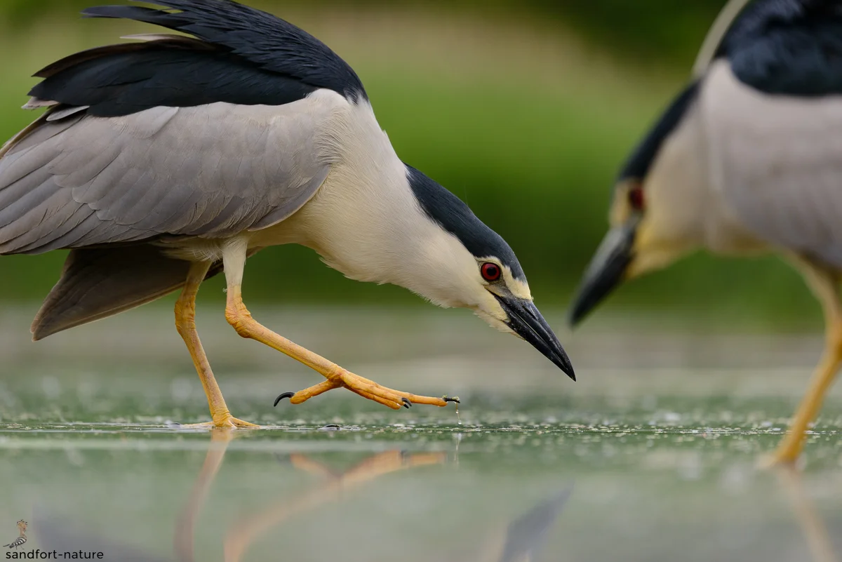 Black-crowned Night Heron / Nachtreiher