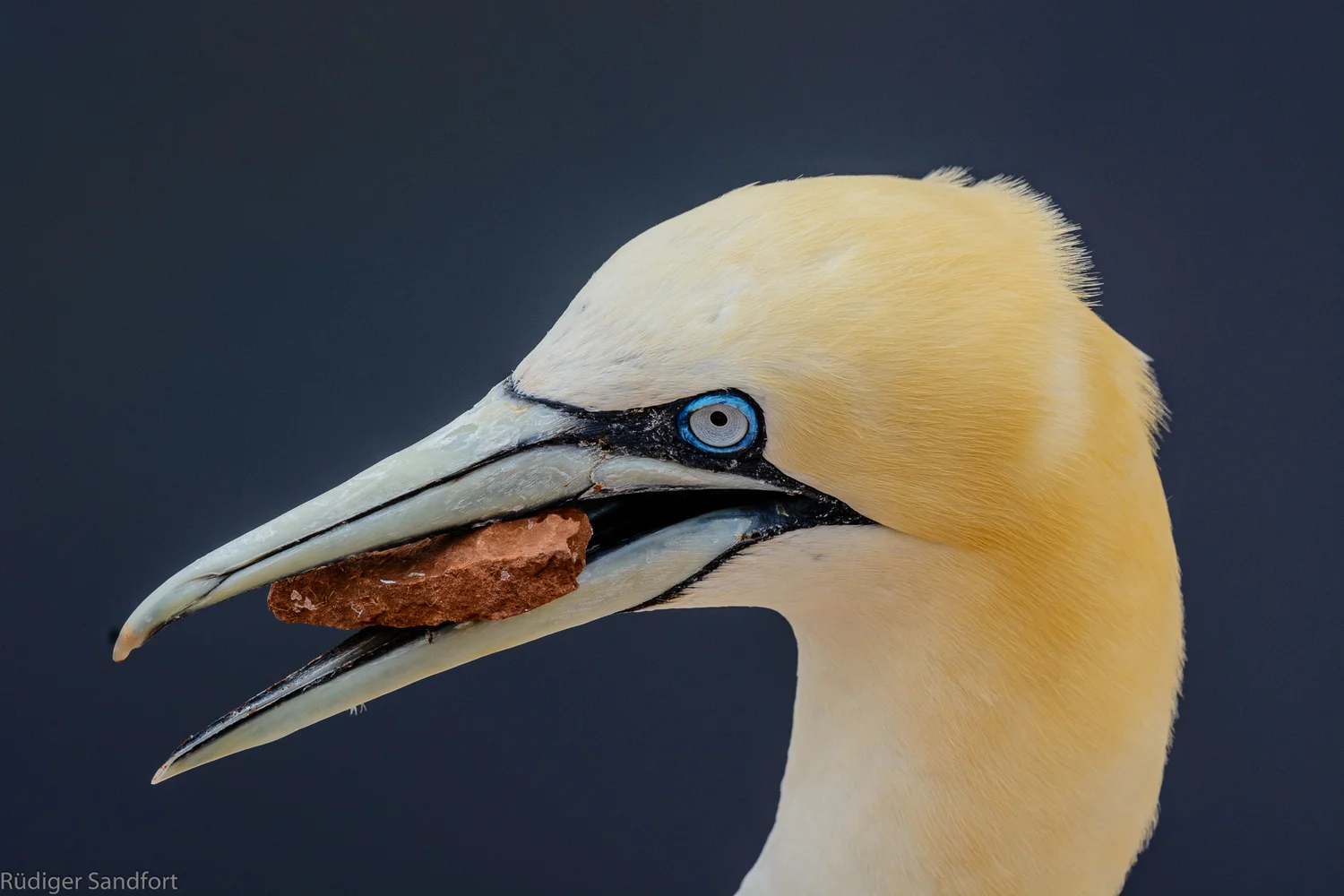Northern Gannet / Basstölpel