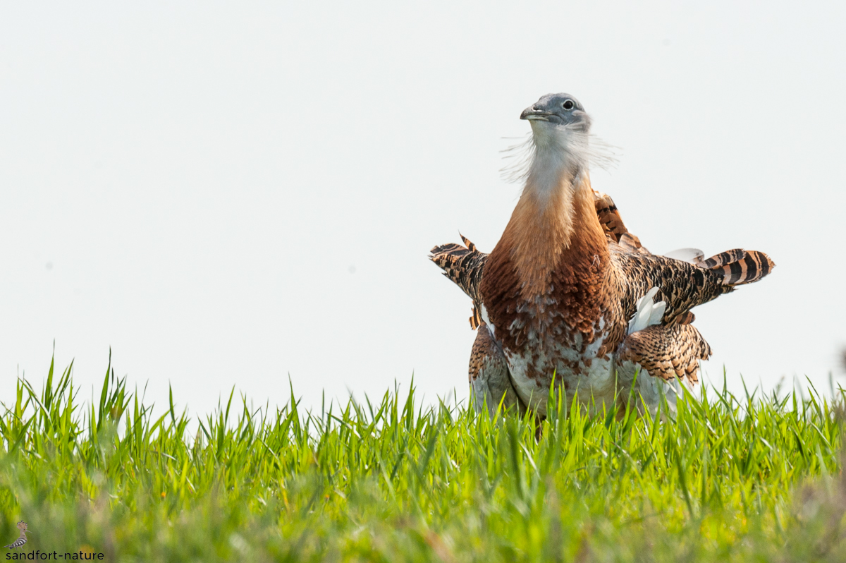 Great bussard / Großtrappe