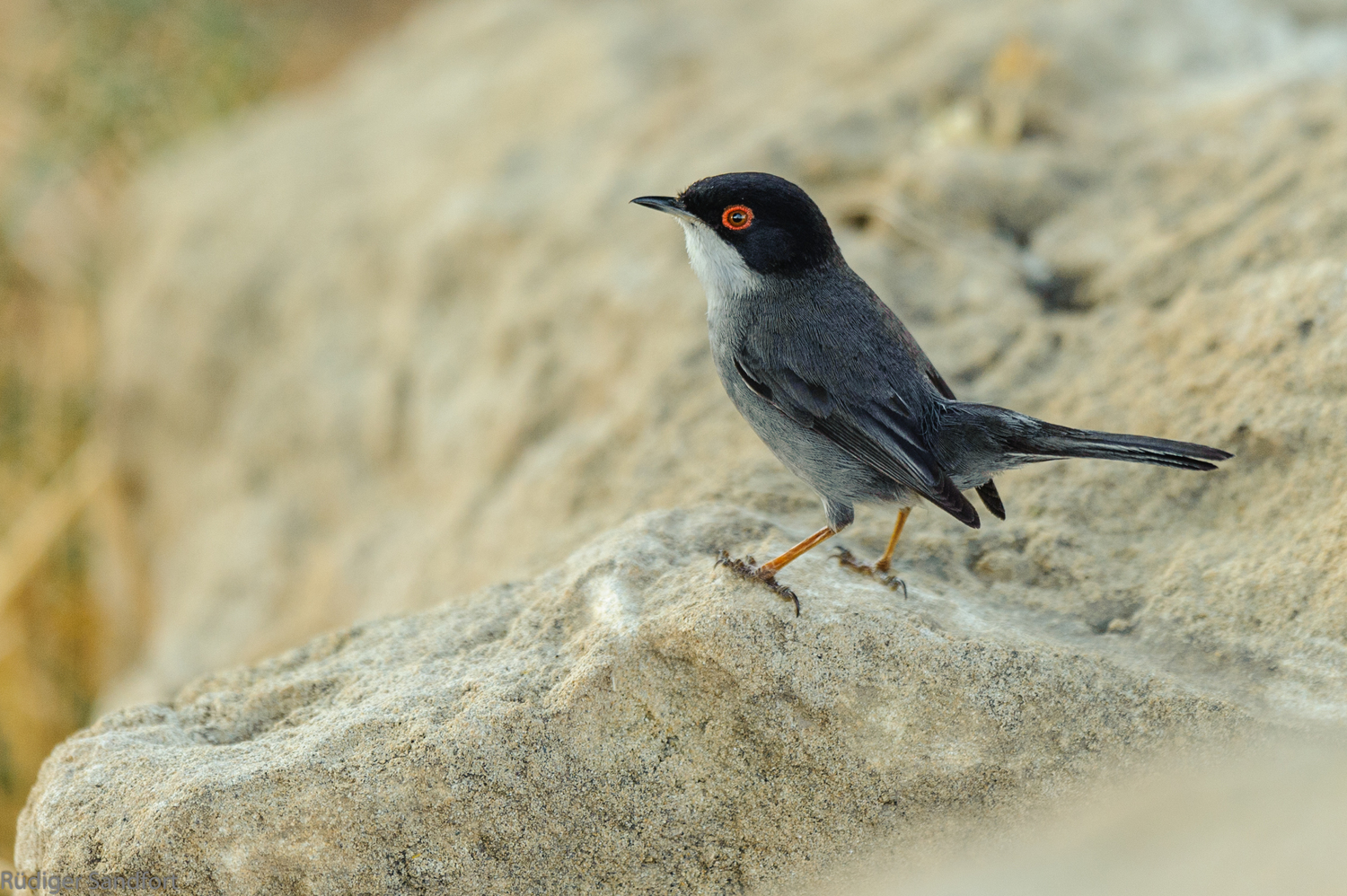 Sardinian Warbler / Samtkopf-Grasmücke