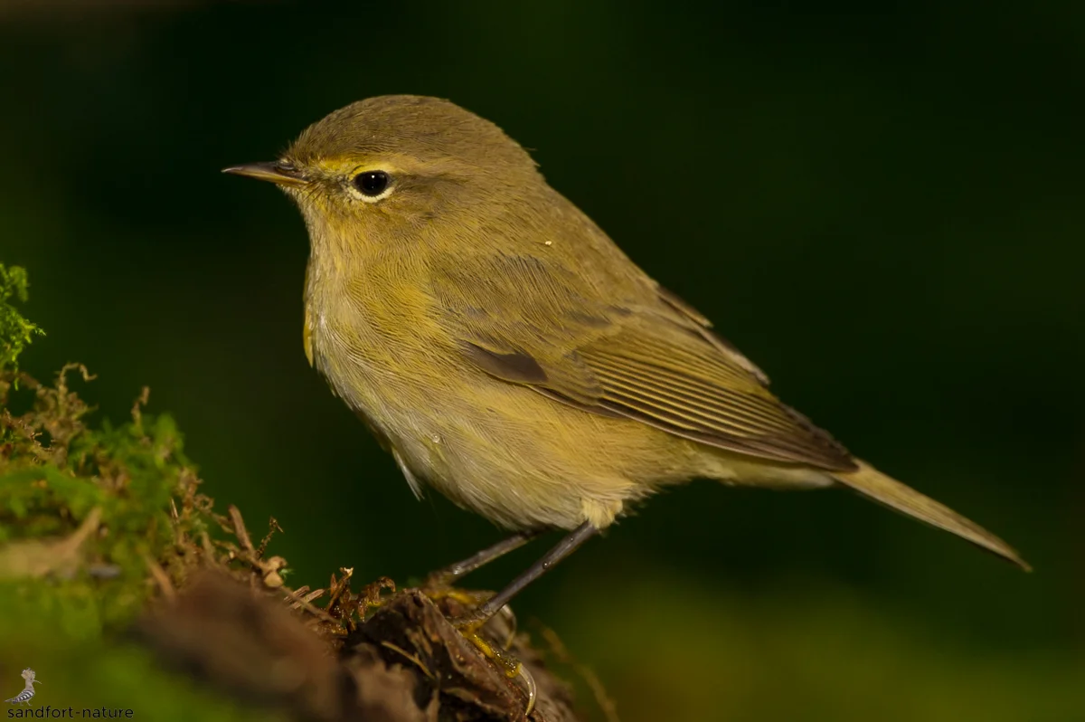 chiffchaff | Zilpzalp