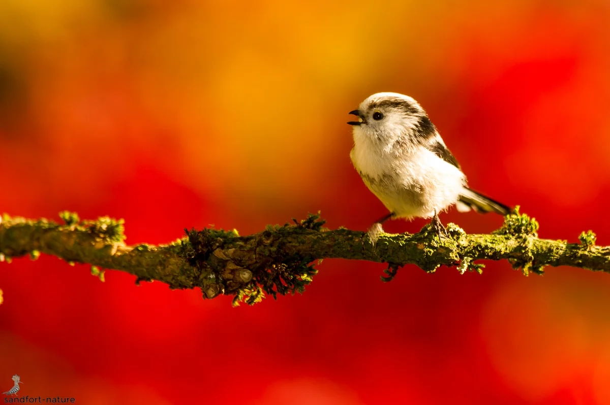 Long-tailed tit | Schwanzmeise