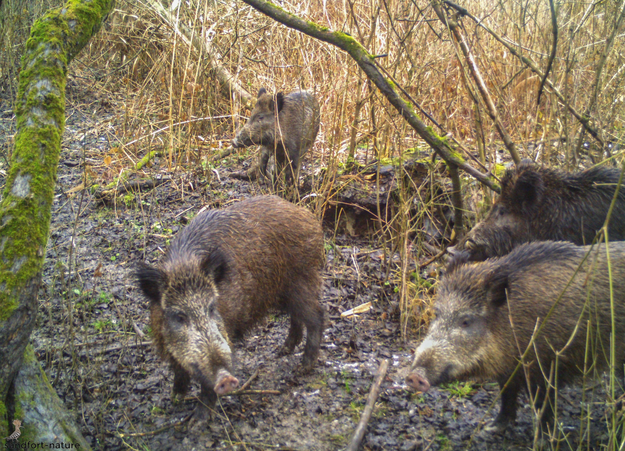 Wild boar | Wildscheine | Austria
