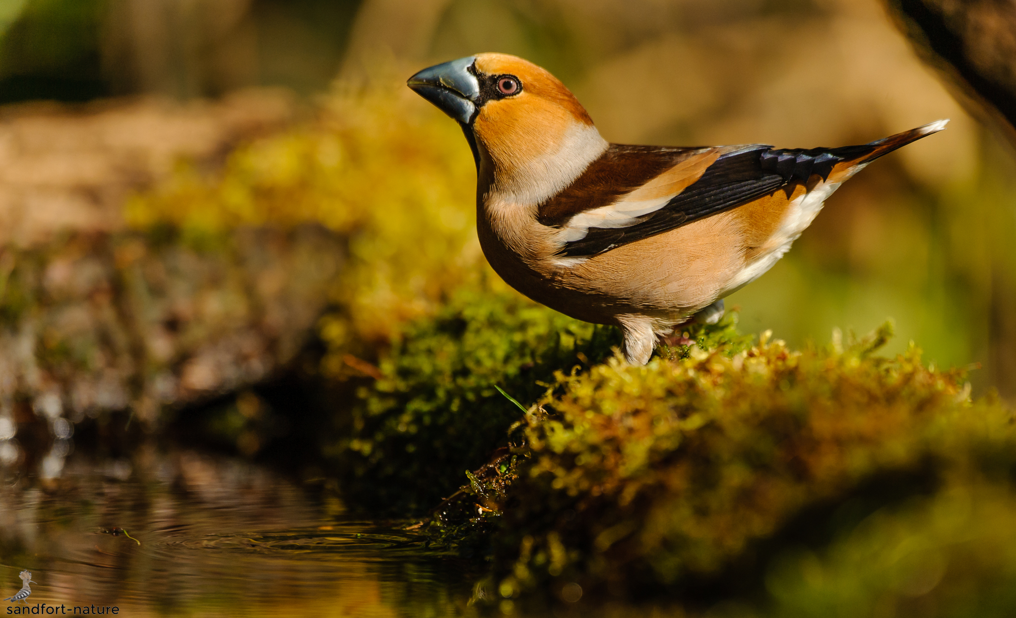 Hawfinch | Kernbeißer