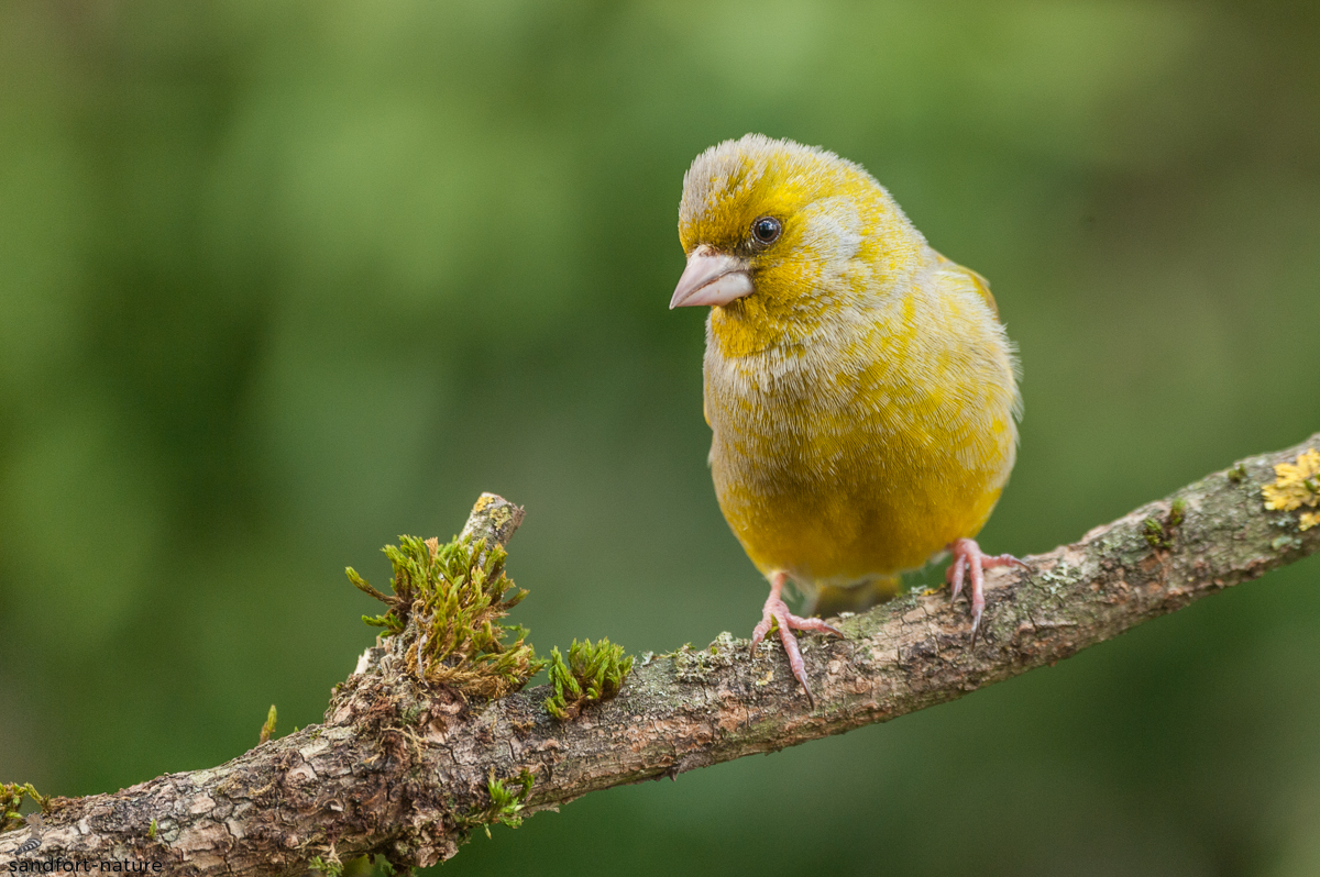 Green finch | Grünfinck