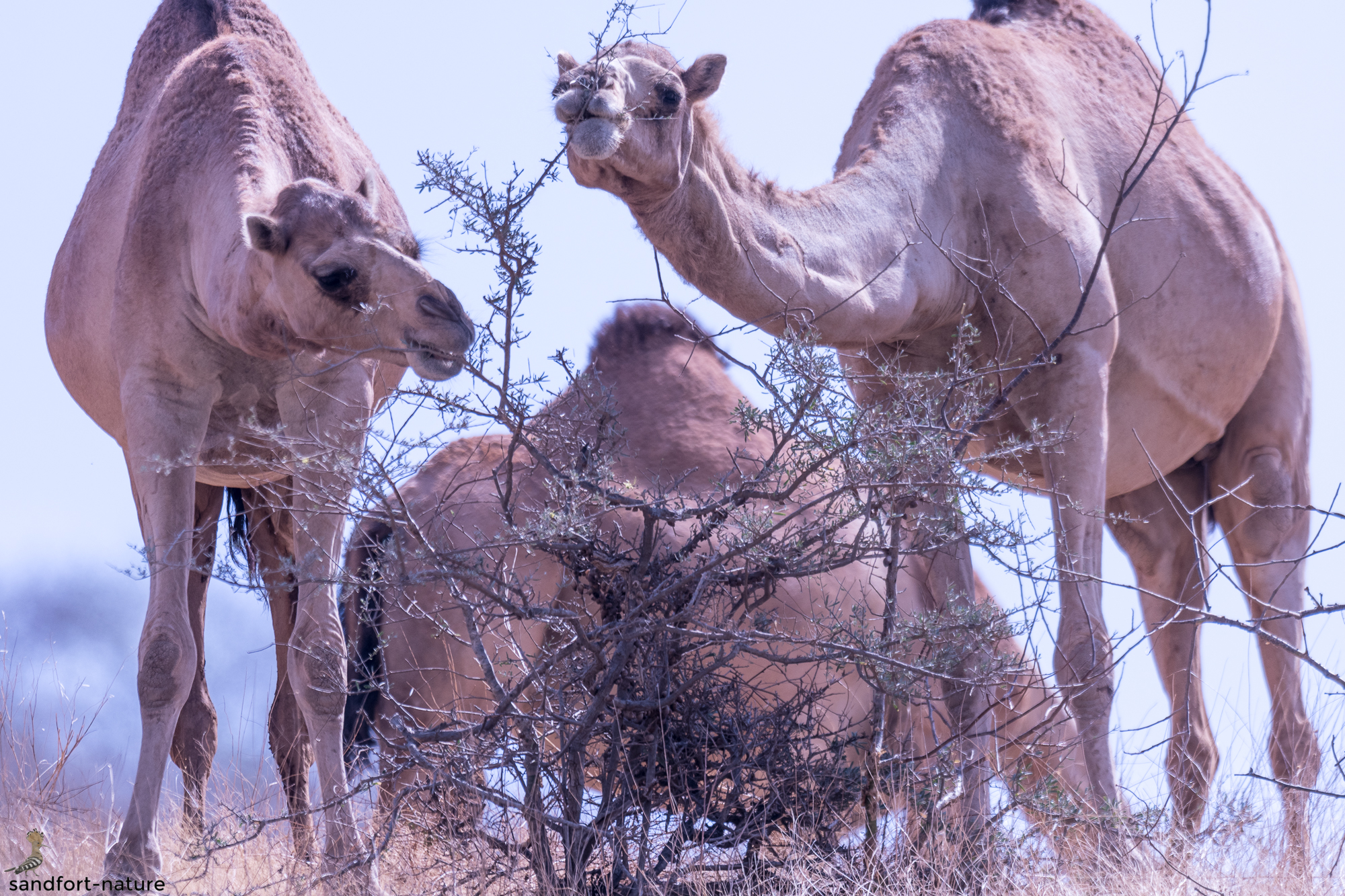Camel | Oman