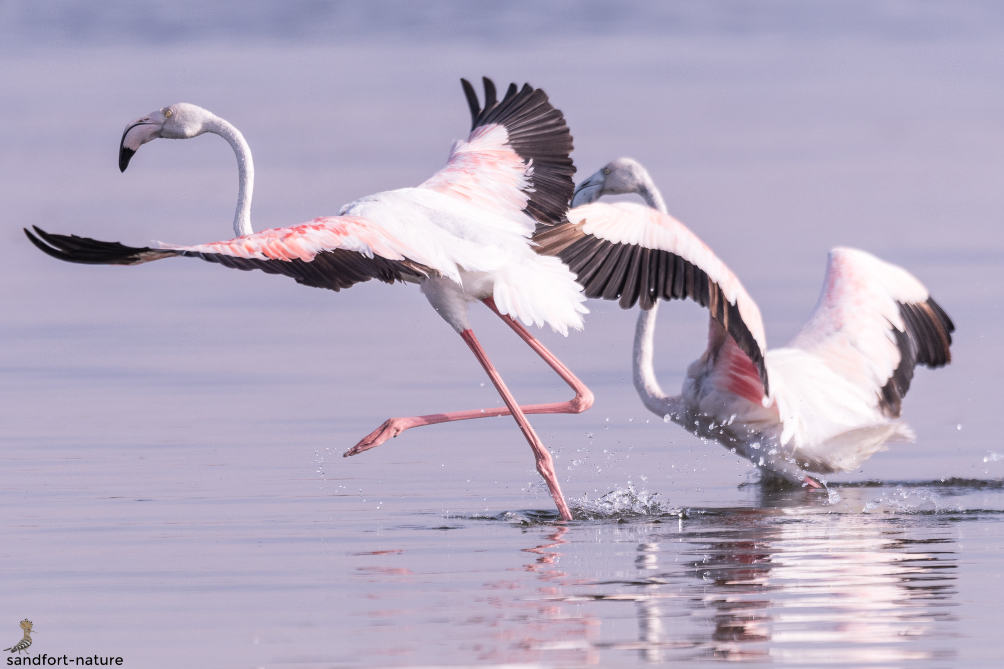 Lesser Flamingo | Kleiner Flamingo