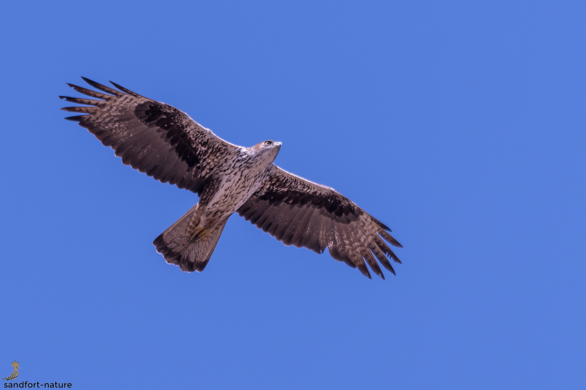 Bonelli Eagle | Habichtsadler