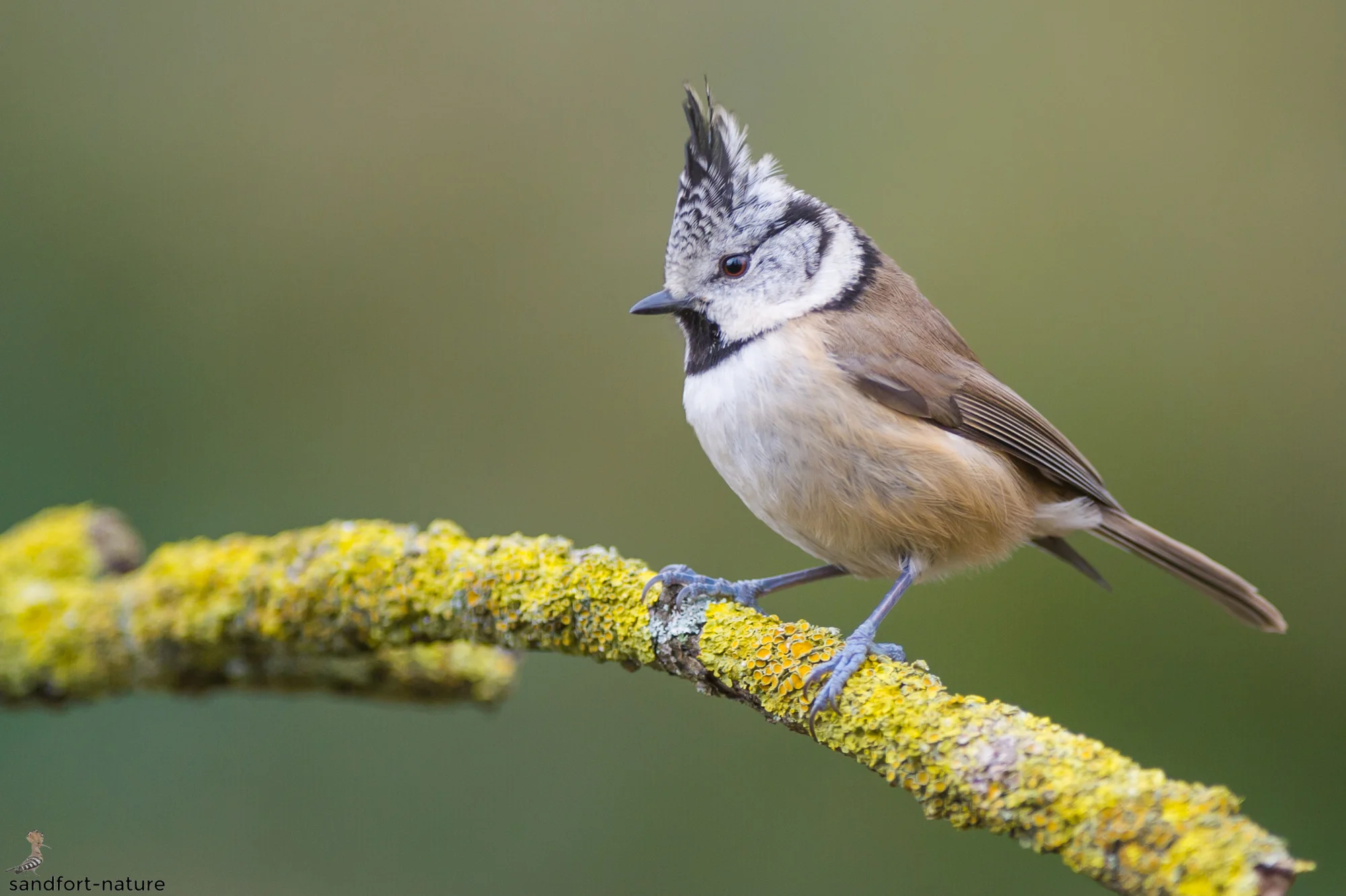Crested tit | Haubenmeise | Fröndenberg - Germany