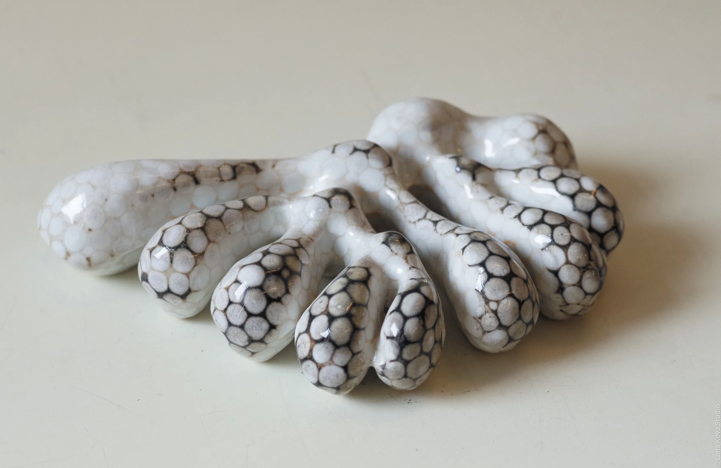 Octopi