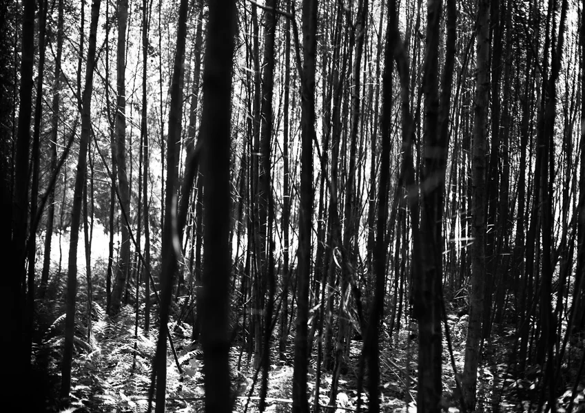 SaraNordby_Blind_014.jpg