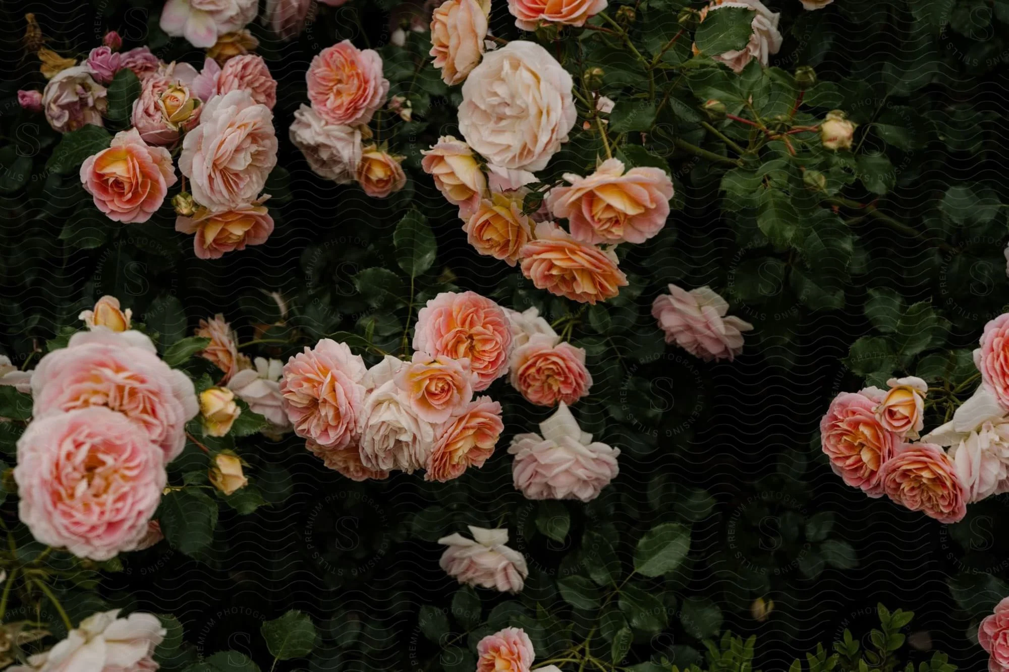 Roses Horizontal Superlative Health Website.jpg