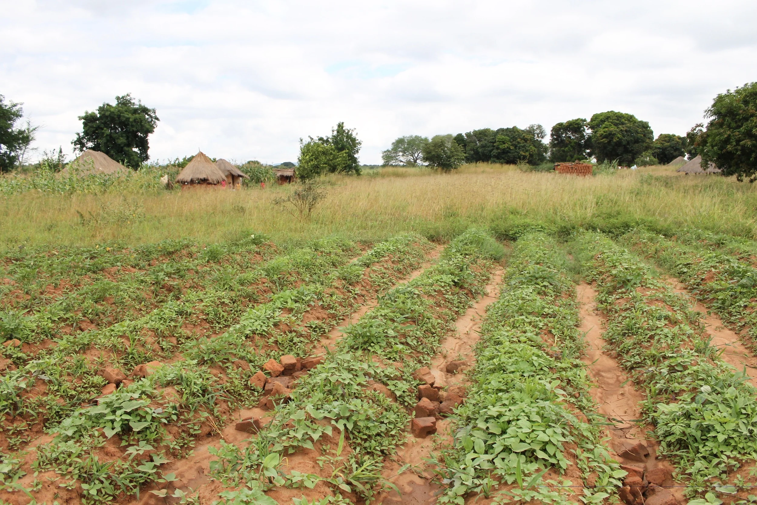 We all admired the new crop of sweet potatoes being grown in the village, made possible by Village Twist Bracelet sales for women to buy seed and fertilizer. 