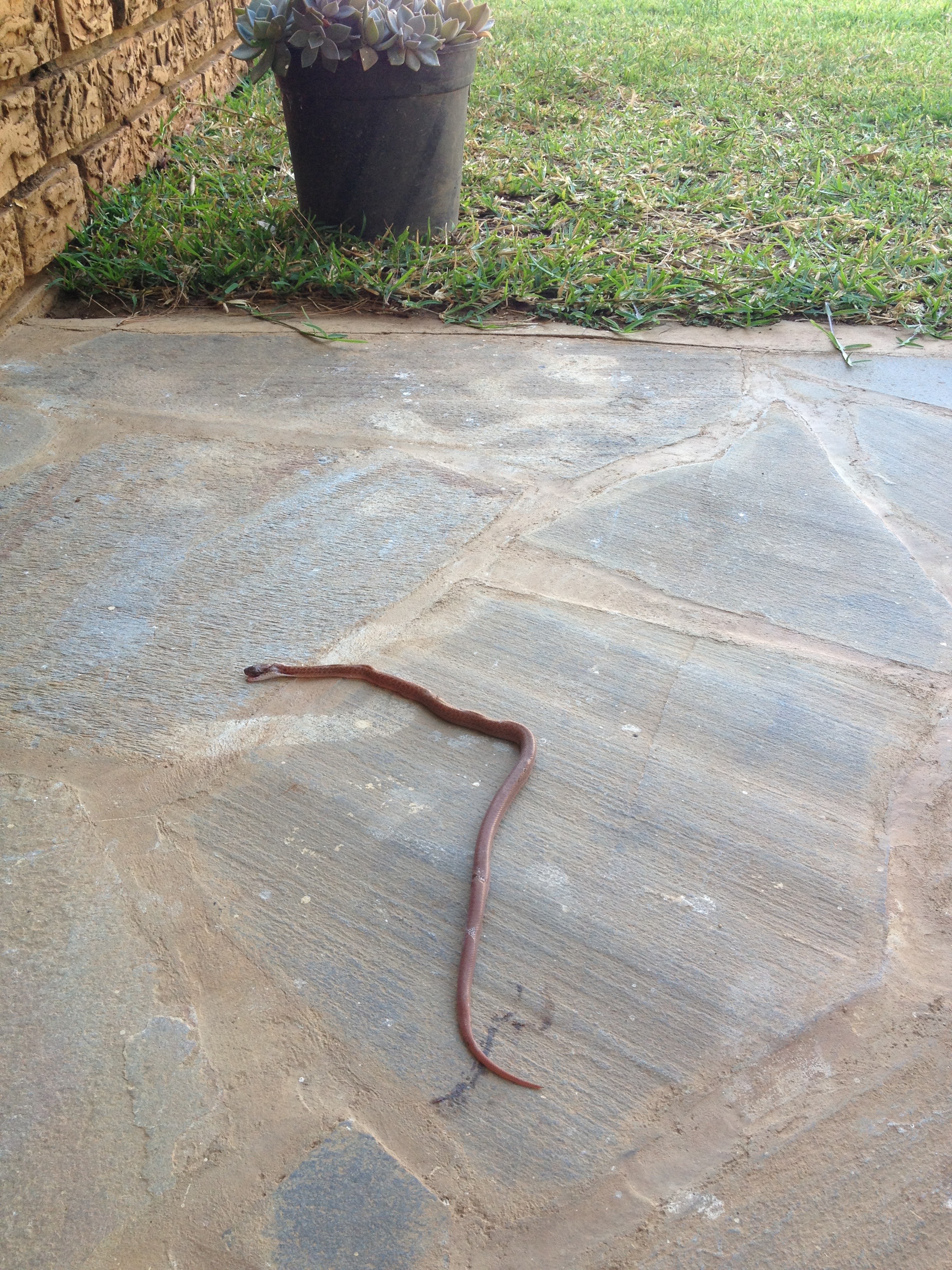 A very dead, very venomous snake.