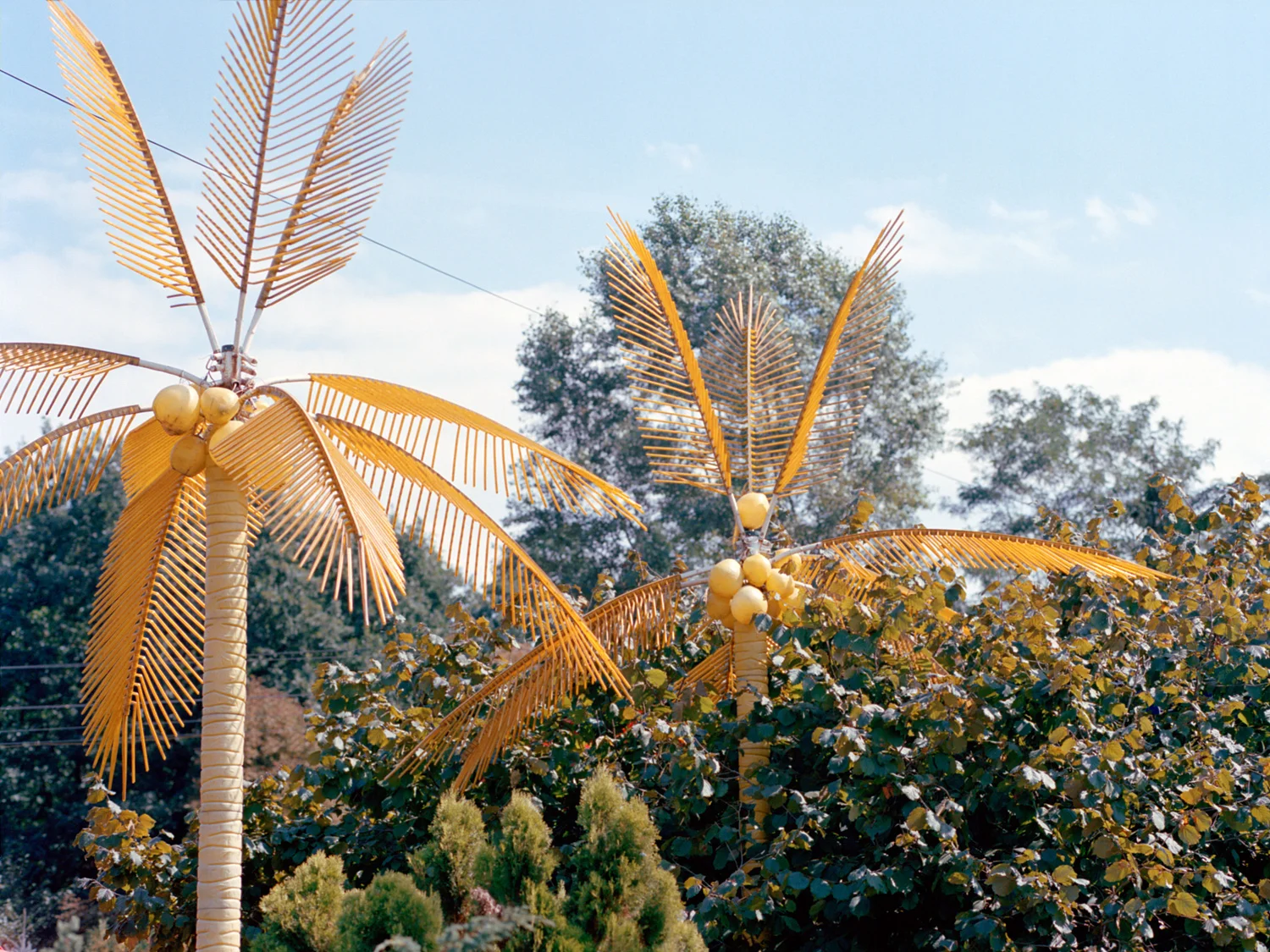 Palm Trees