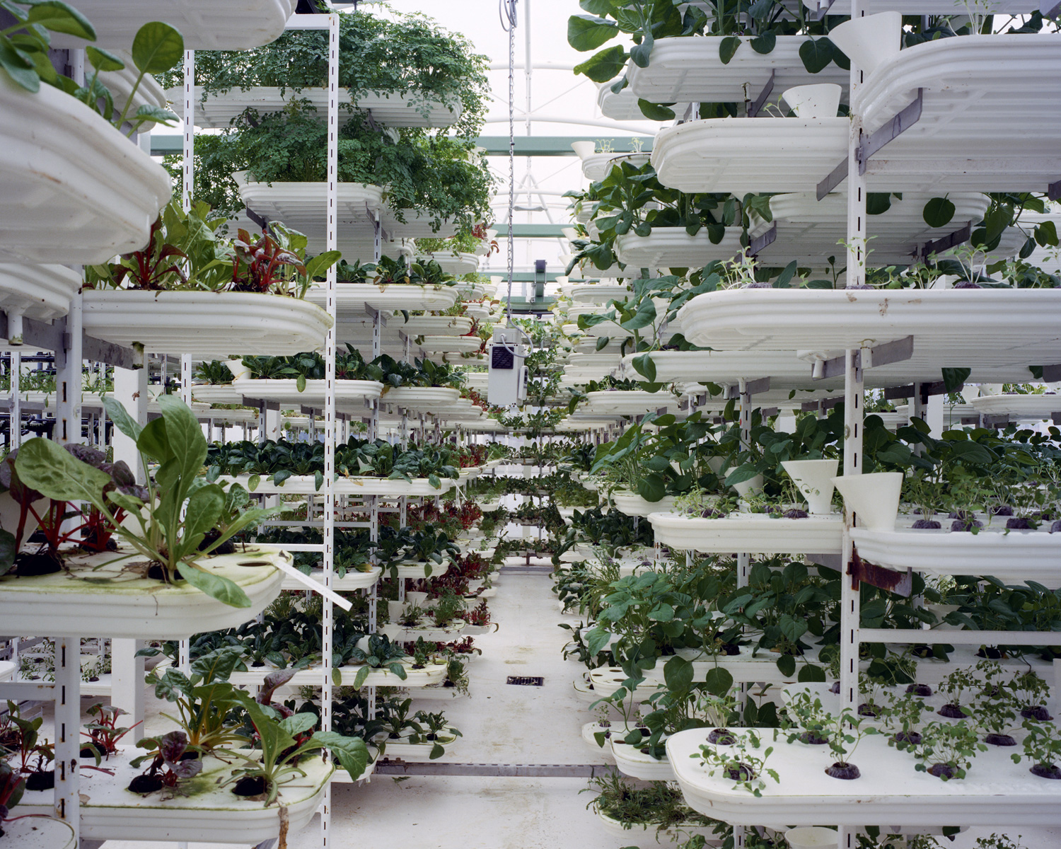 Lettuce, 2011 Lettuce is grown in a stacking system to provide a maximum use of space. Plants grow inside of plastic trays without soil. A conveyer belt is moving the plants to ensure they get all round sunlight. The whole growing process is computer controlled. The system currently produces around 112 lettuces per square metre, on a 3m high system.