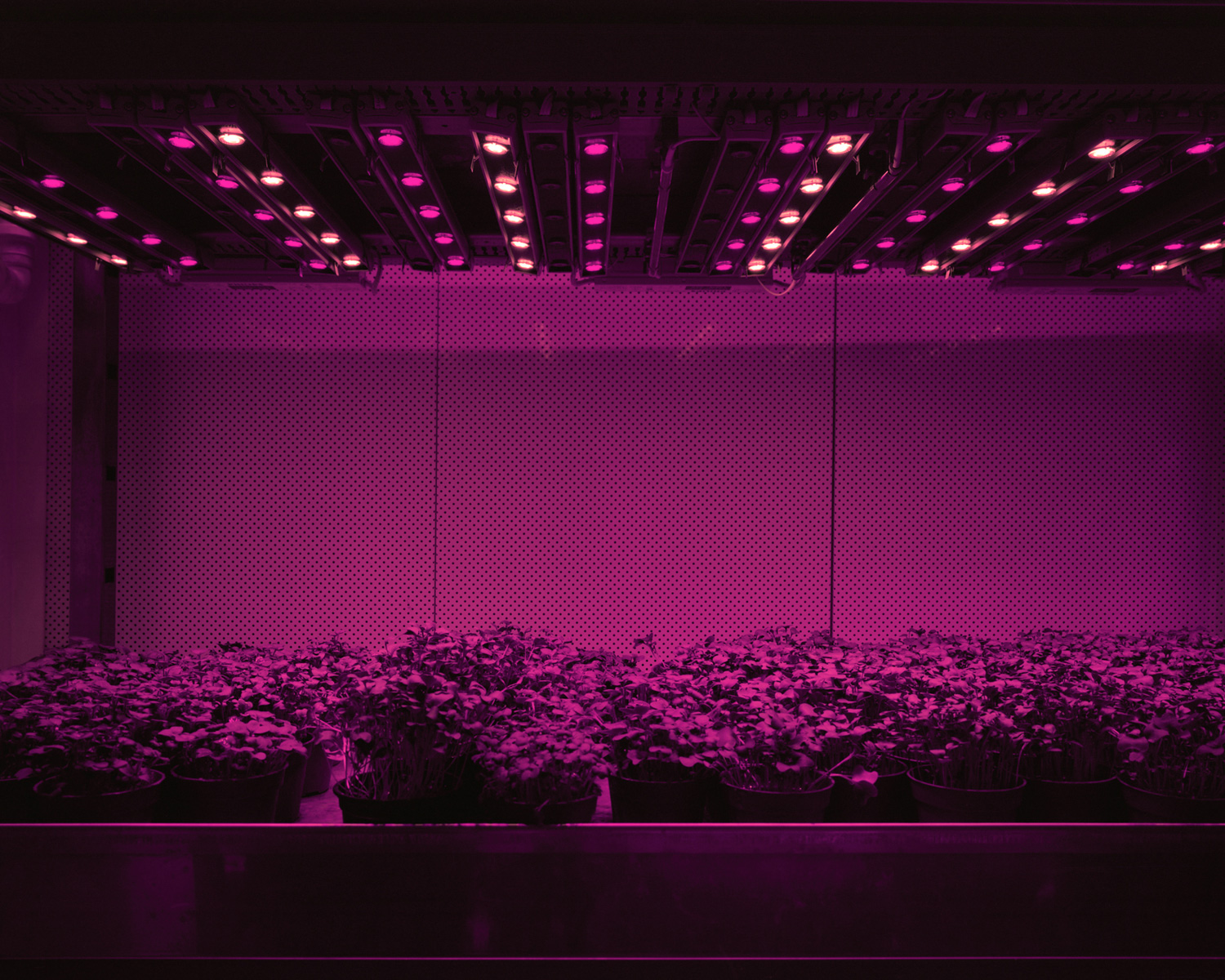  Cress, 2011  Cress, tomatoes, cucumbers, or lettuce are grown in closed systems just with LED lights. There is no sunlight and no direct exchange of air with the outside. Day and night, summer and winter stop existing. Humans are able to determine t