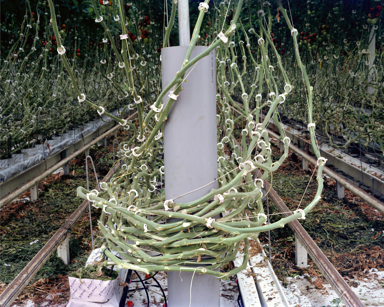 Tomato Vines, 2012