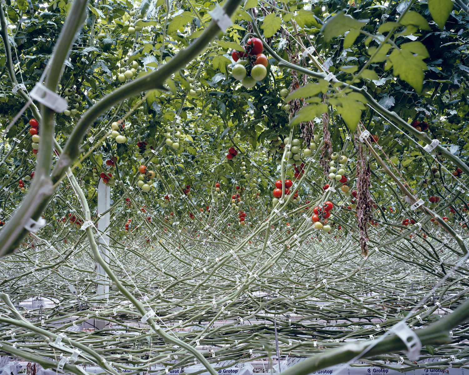 Tomatoes I, 2012 In order to have total control over the nutrients and the irrigation, tomatoes are planted in sterile material such as rock wool and not in soil. By doing so the tomatoes are according to the growers less likely infected by diseases, a smaller amount of pesticides is needed and the yield can be increased.