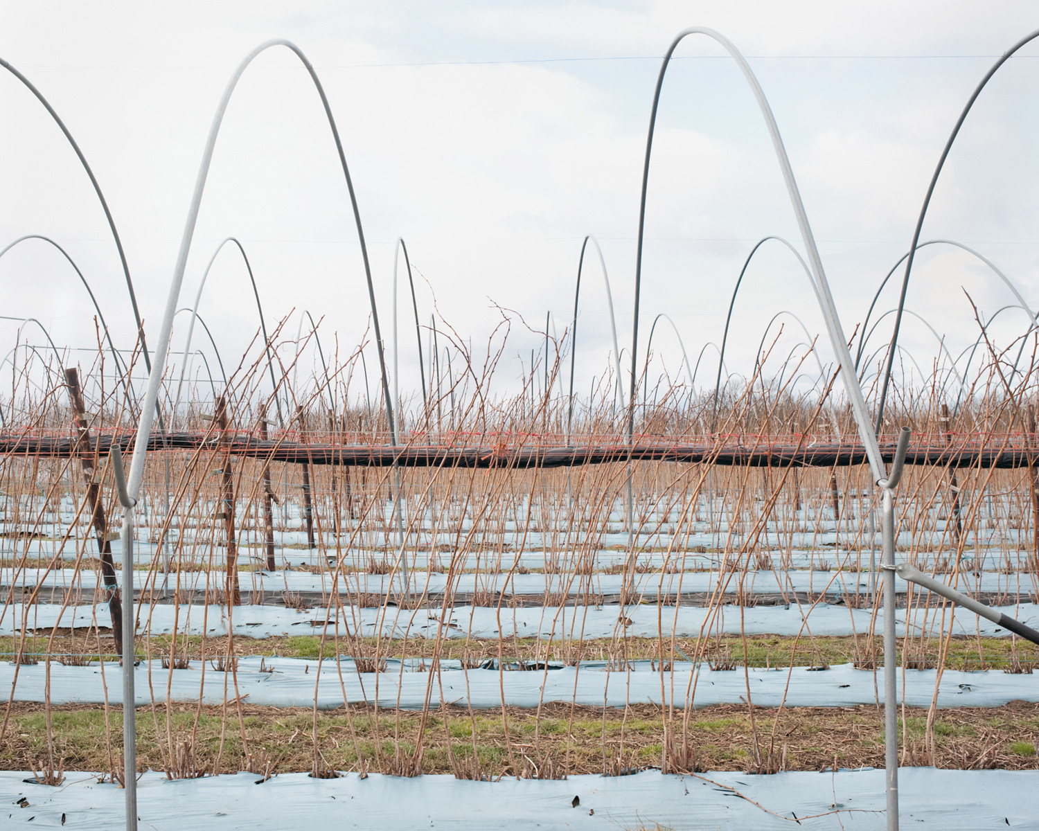 Raspberry Field, 2012