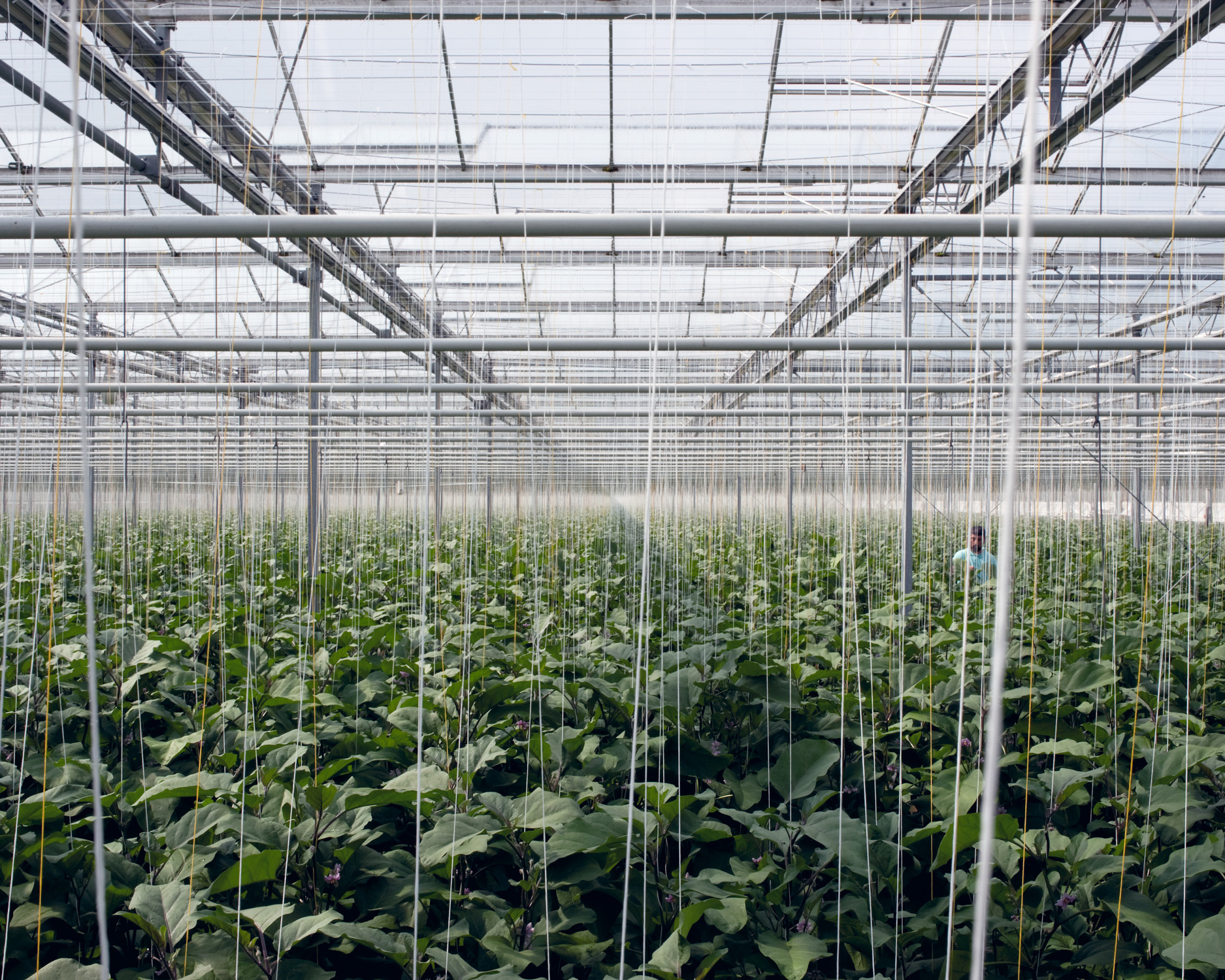 Eggplants, 2012 A computer manages precisely the irrigation, the nutrients given to the plants and also the climate inside the green house. Automatically windows open, sunscreens move and waste, water and nutrients are collected, purified, and recycled.