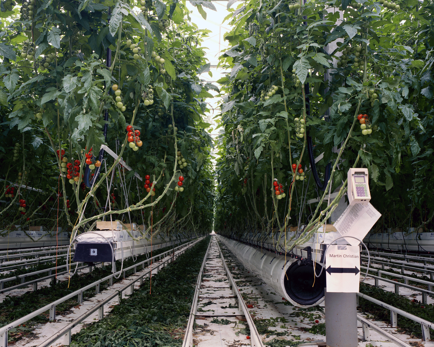 Tomatoes II, 2011 In order to consume locally grown tomatoes in countries such as the UK or Germany, the tomatoes need to be produced in heated greenhouses. Locally grown tomatoes allow shorter distribution ways. To produce in more sustainable ways and to keep the cost of energy low the green house above is heated by the waste heat from a near by power station.