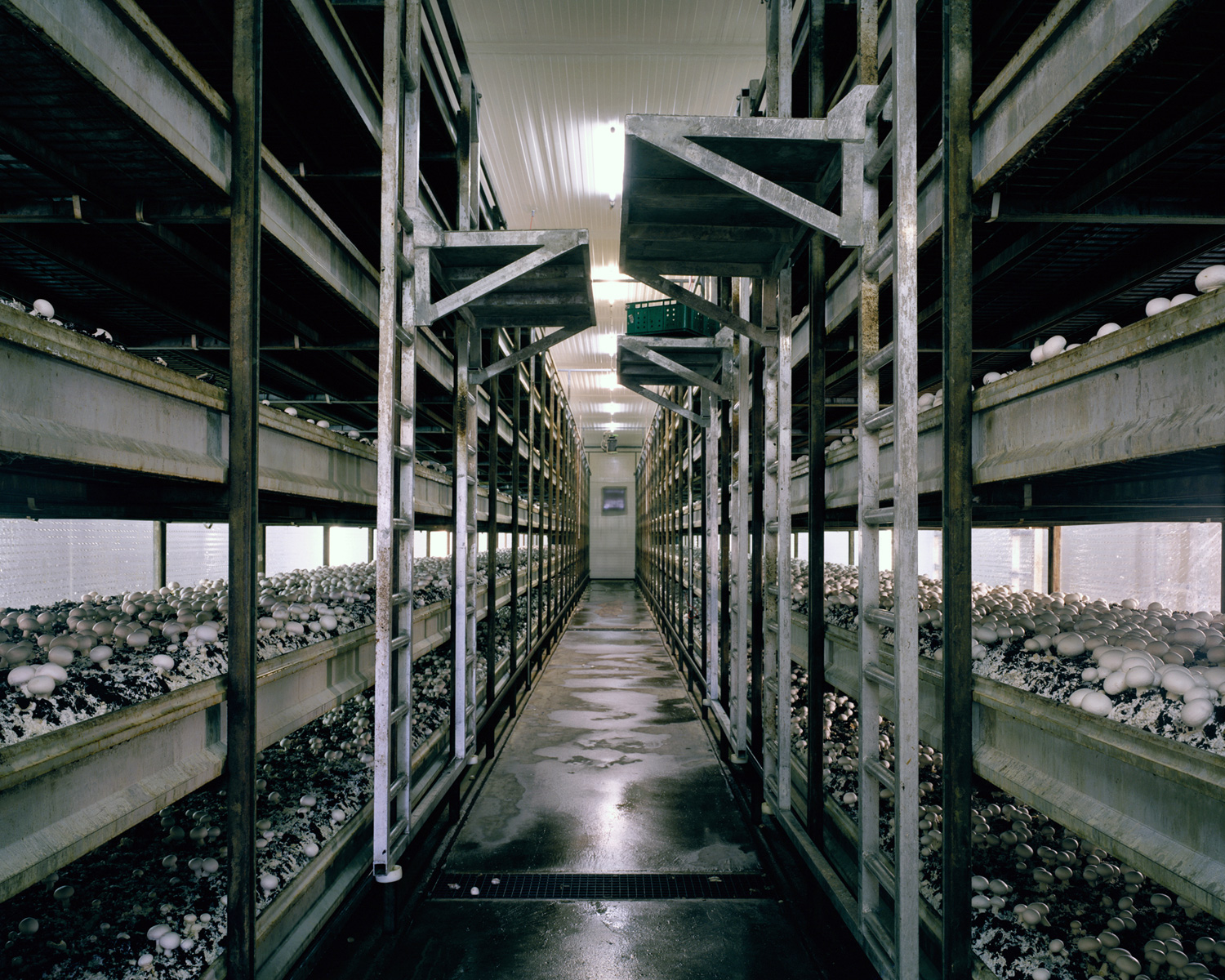  Mushrooms, 2012  To allow an all year round production of mushrooms and to increase the yield, mushrooms are grown in a microclimate inside growing rooms. A stacking system maximizes the production per square meter. 