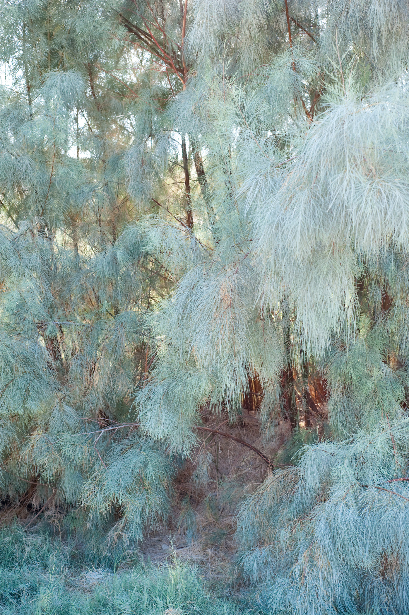   Desert Tree  