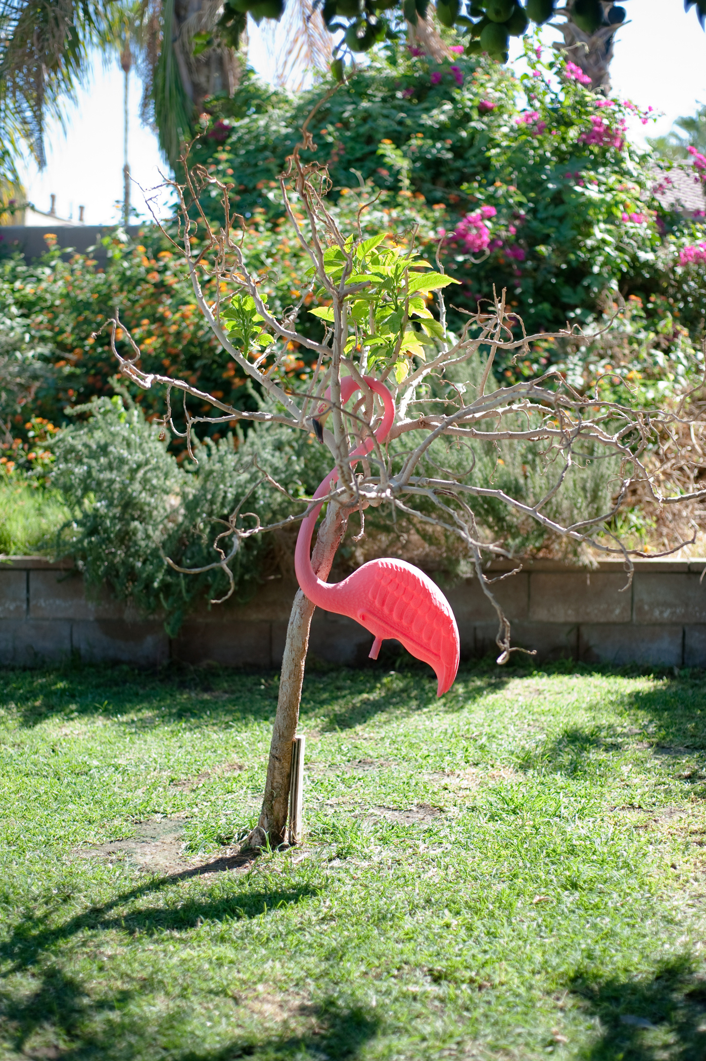 Flamingo
