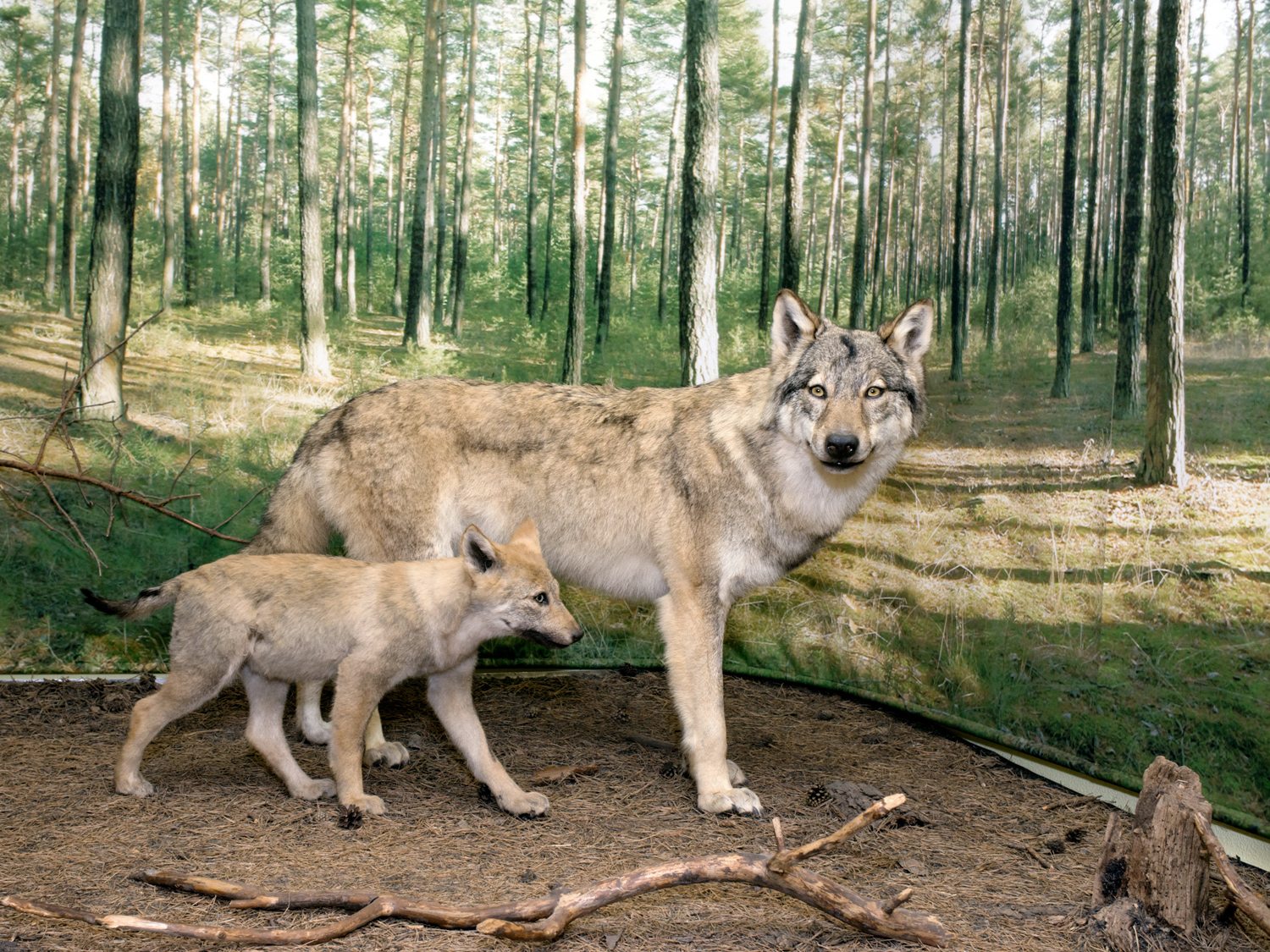  Wolves  Wolves were considered extinct in Germany for almost one hundred years, but in 1998, wolf tracks were noticed again for the first time in Lusatia. Today, tourists can go on guided wolf walks and visit a wolves' museum.&nbsp; 