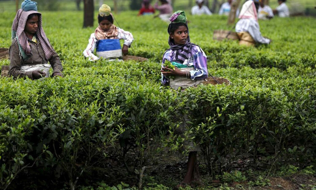 { T H E  T E A  T R I B E }​​​​​​​​
ETHICAL &amp; SUSTAINABLE⠀⠀⠀⠀⠀⠀⠀⠀​​​​​​​​
​​​​​​​​
Did you know that tea {camellia sinensis} grows in over 50 countries globally, that it travels thousands of kilometres to reach your daily cup?​​​​​​​​
​​​​​​​​
Bl