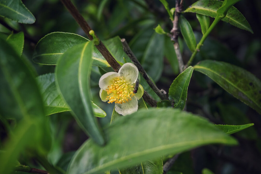 { T R A V E R S E } ​​⁣HISTORY &amp; GLOBALISM​​​​​​​​
&ldquo;A simple cup of tea is far from a simple matter.&rdquo;
&mdash; Mary Lou Heiss, The Story of Tea
{A Cultural History and Drinking Guide}
​​​​​​​​
Tea is one of the oldest commodities to ha