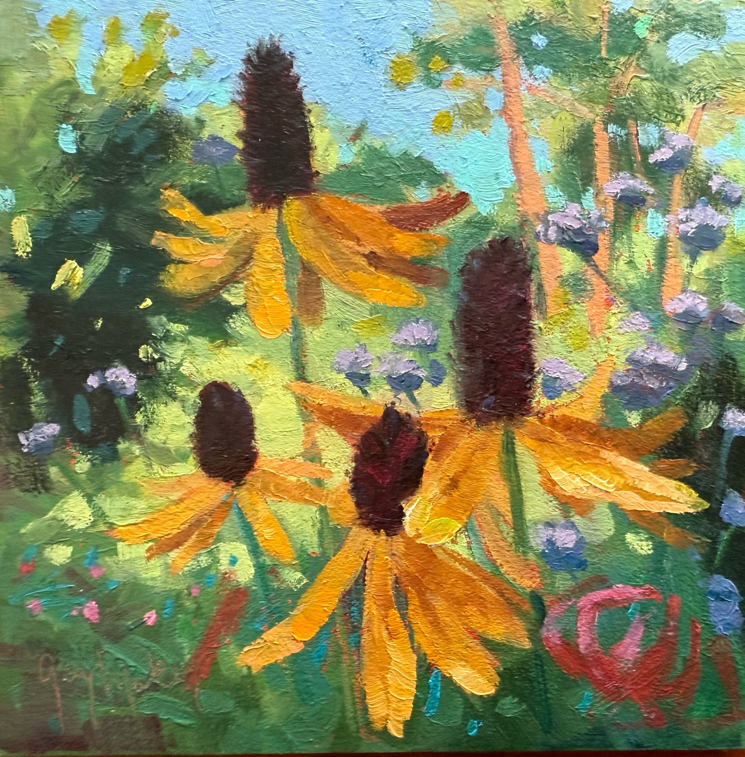 RUDBECKIA MAXIMA