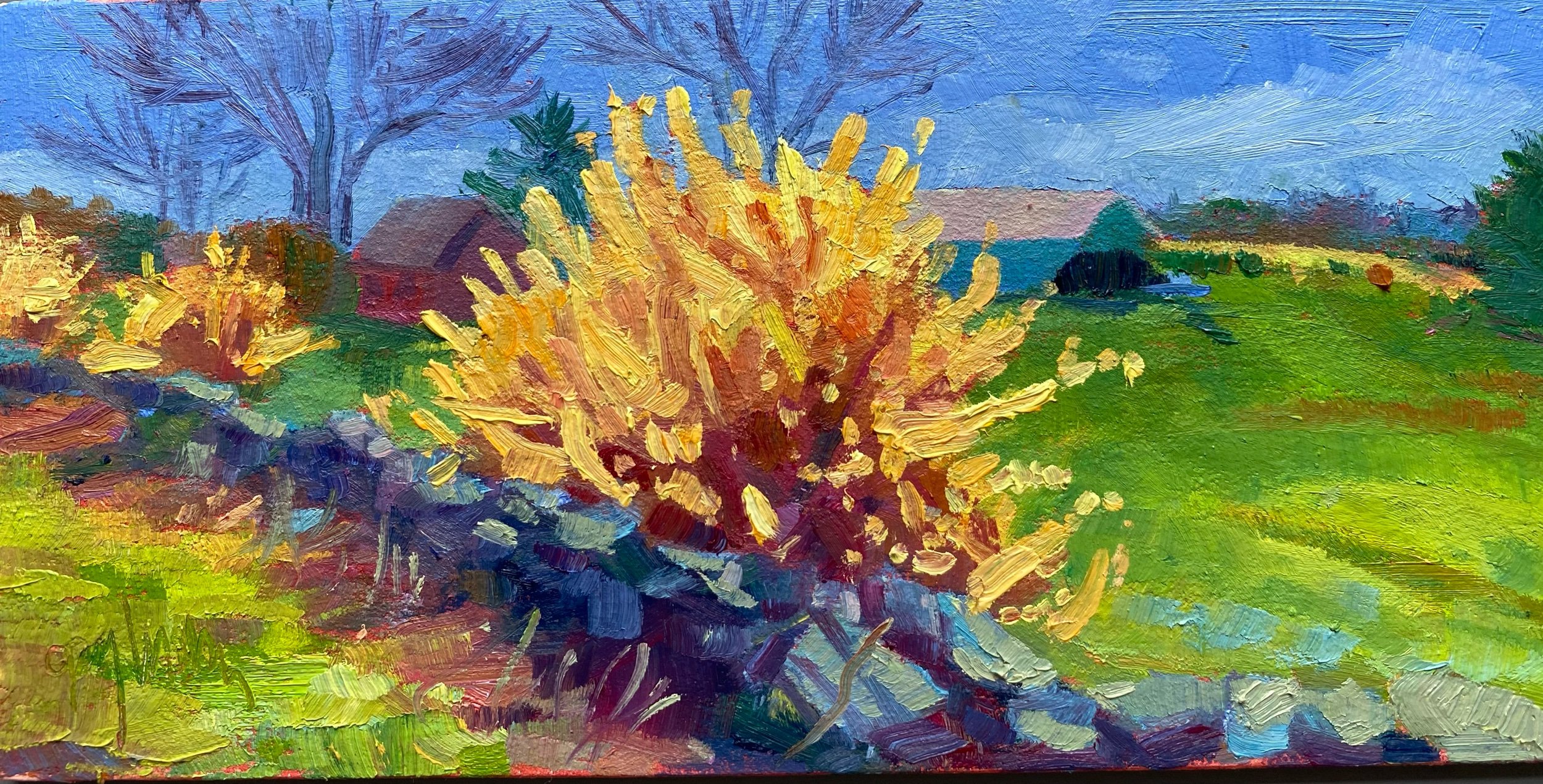 Forsythia