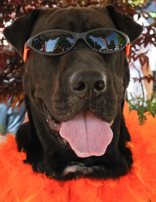 Oregon Humane Society Doggie Dash fundraising run, Portland