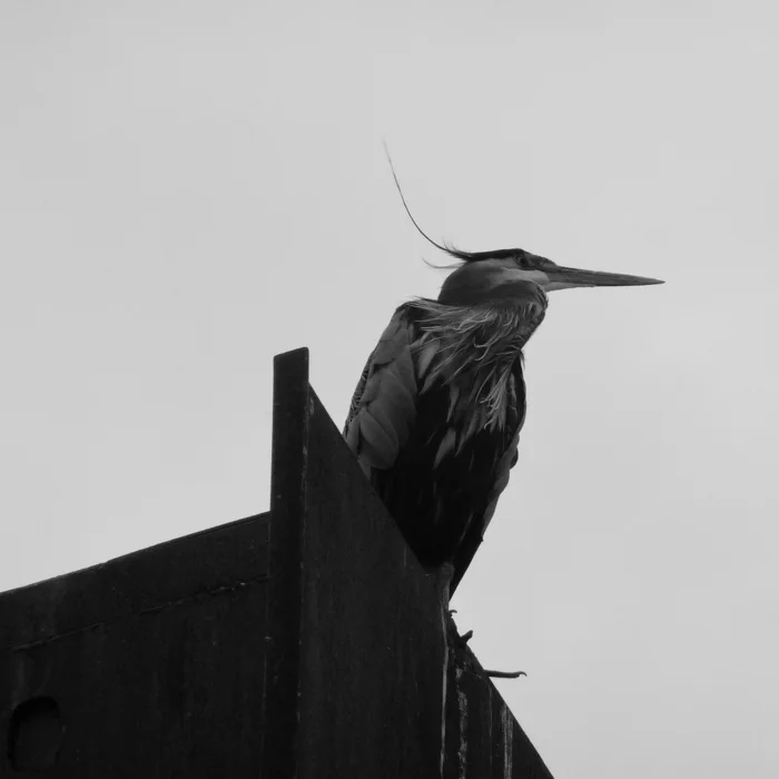 Great Blue Heron, Willamette River, Portland
