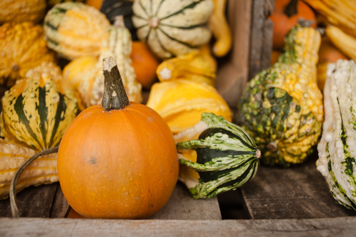 pumpkins and gourds, Hogan's Cider Mill in Burlington, CT