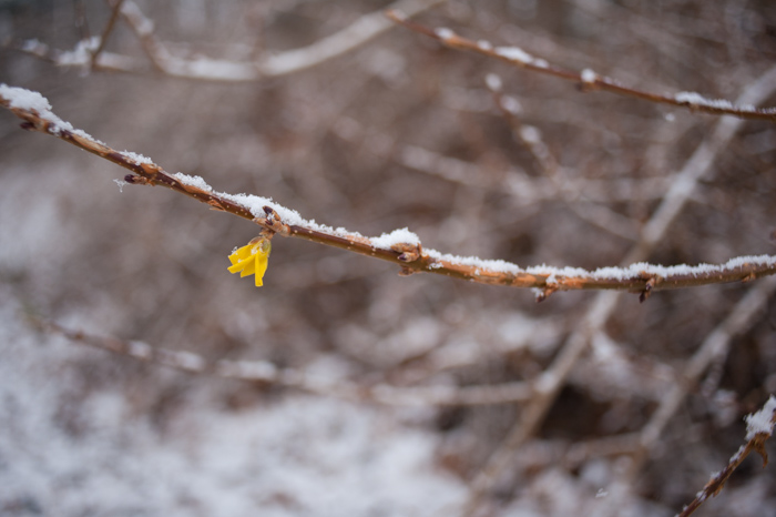 snow on forcythia in Connecticut