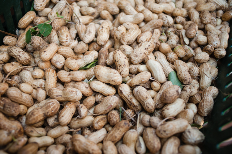 peanuts, Ballard Farmers Market