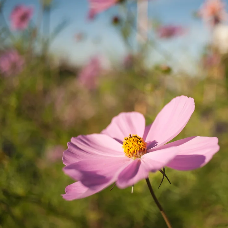 cosmos, Belltown P-Patch