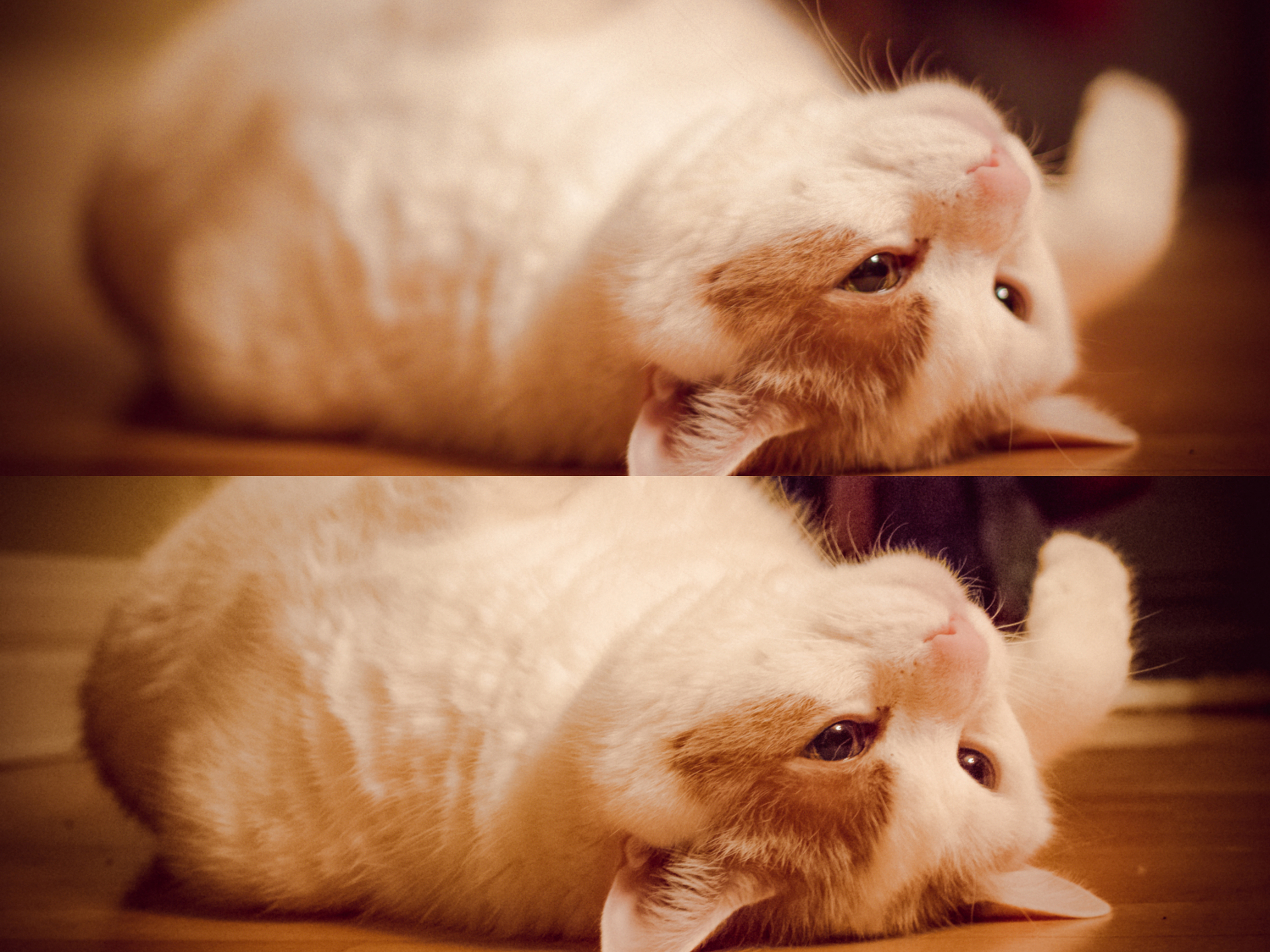 Top image F 1.4 : My furry fat cat with his "assets" not so revealed Bottom Image F 10: The whole fat truth revealed!