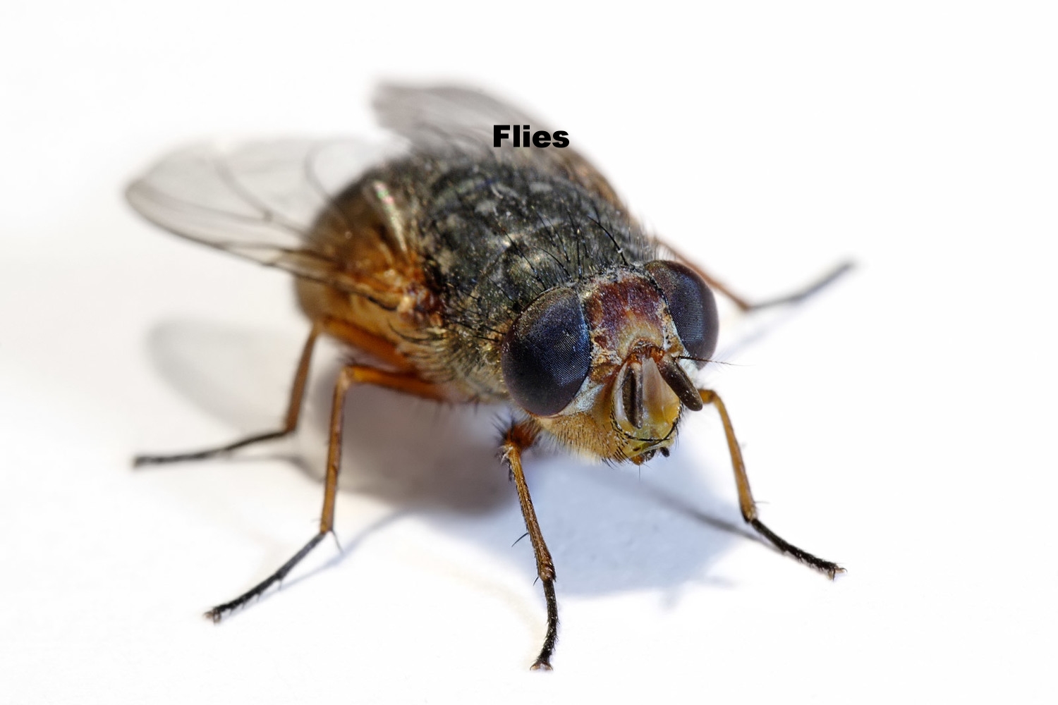 Housefly.jpg