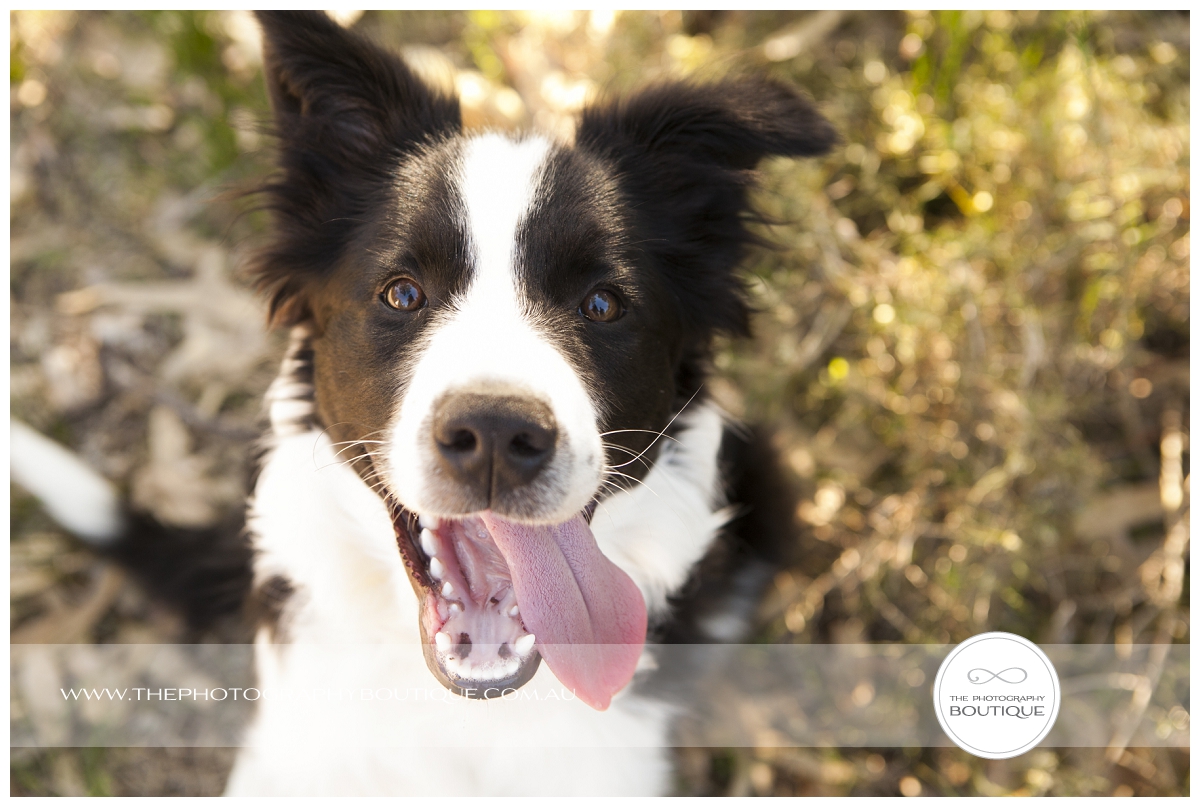 Bunbury Pet Portrait
