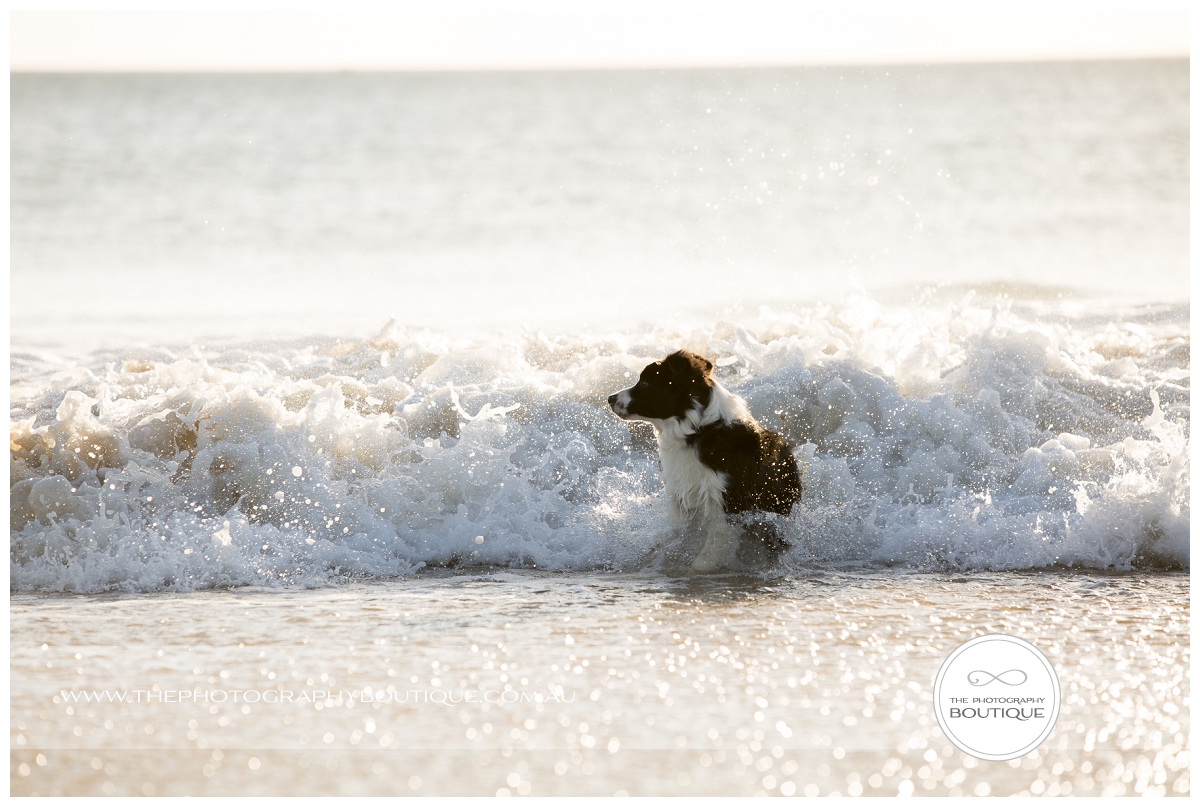 dog at the beach