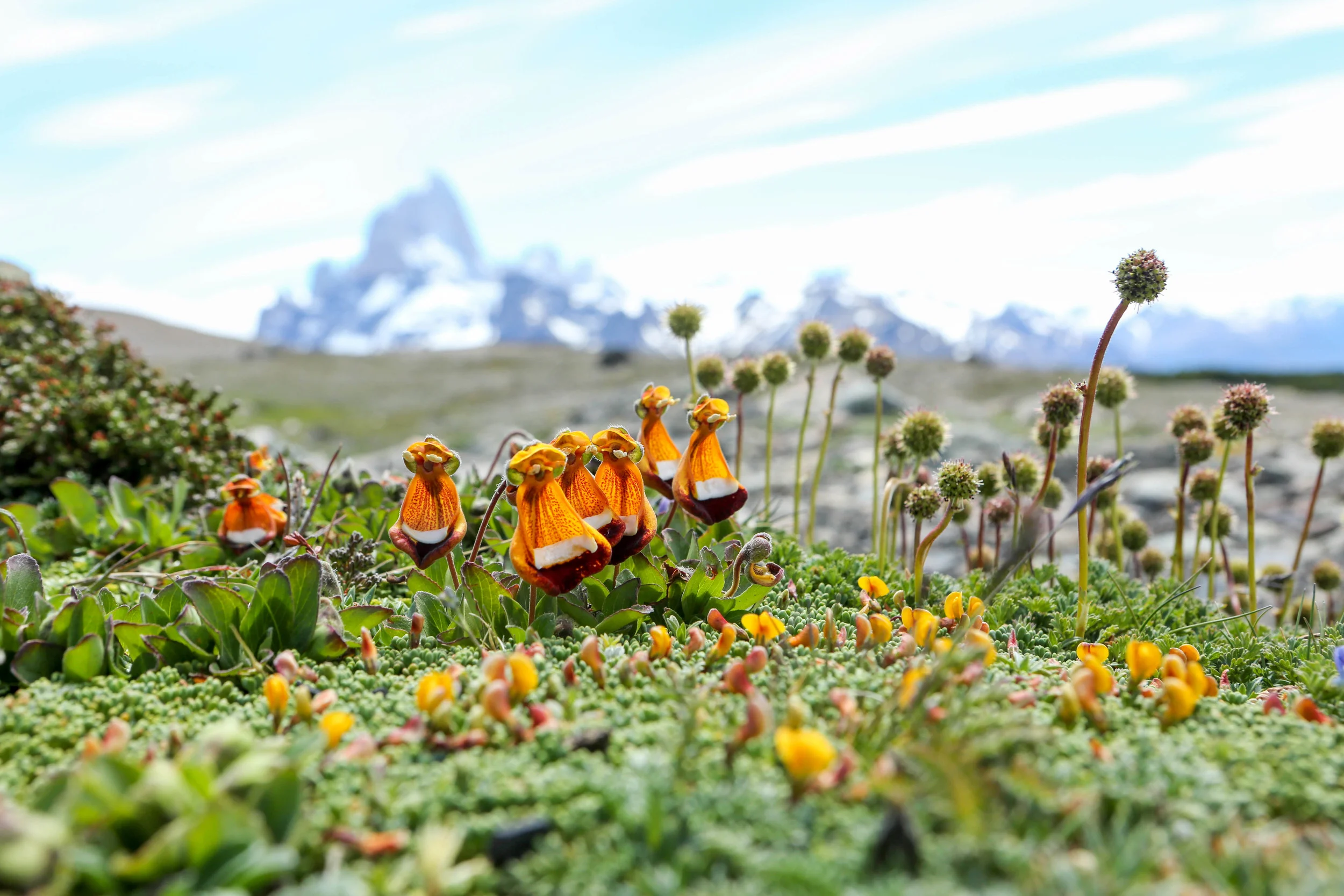 Patagonia