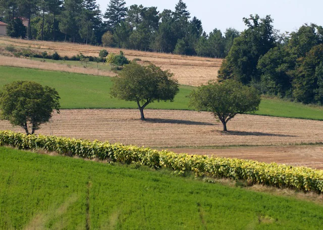 fields1.jpg