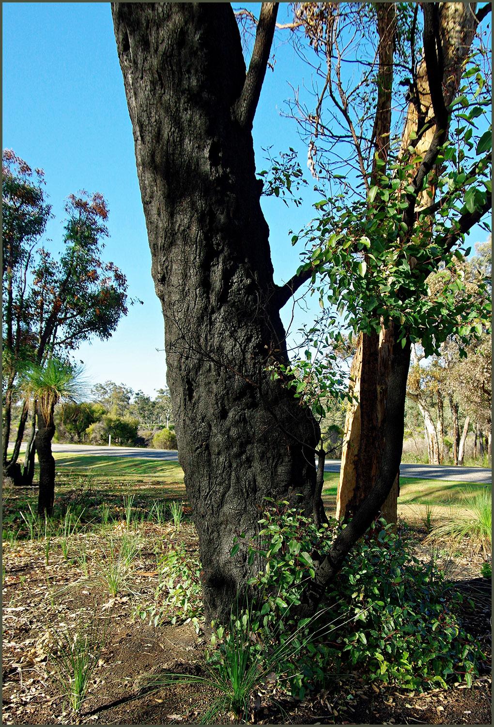 PopoTrip-Burnt Tree-01-1500y-c9.jpg